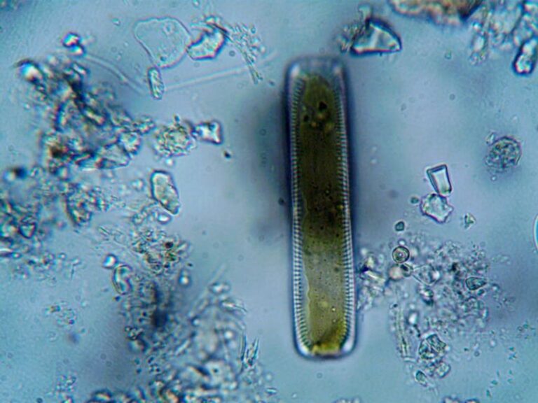water sample